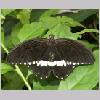 Papilio polytes - Suedostasien-Indien - emmen-nl m03.jpg